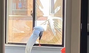 浙江一住户窗玻璃被“白凤凰”白鹇撞破，房主：它在室内留下粪便后飞走了