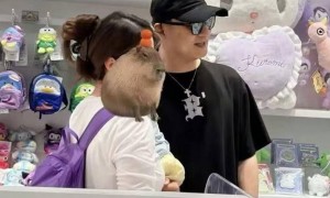 章子怡骄傲了！10岁女儿参与钢琴演出，汪峰带三个孩子一同前去助阵