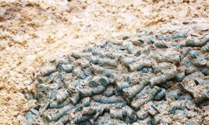 湖南邵阳一工地挖出大量古钱币，预估约3吨，初判为钱庄窖藏，涵盖唐宋金时期40多个年号