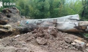 600年古树被指为省重点工程让路后死亡，当地通报：已成立联合调查组，将依法依规处理