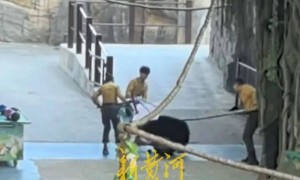 杭州市富阳区对杭州野生动物园“黑熊事件”作出处理：黑熊表演永久性停止、驯养员停职转岗